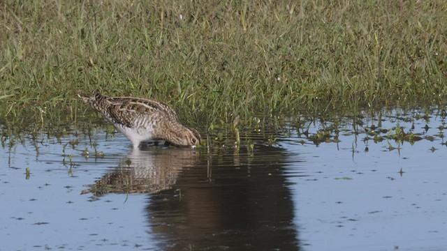 Wilson's Snipe - ML530205541