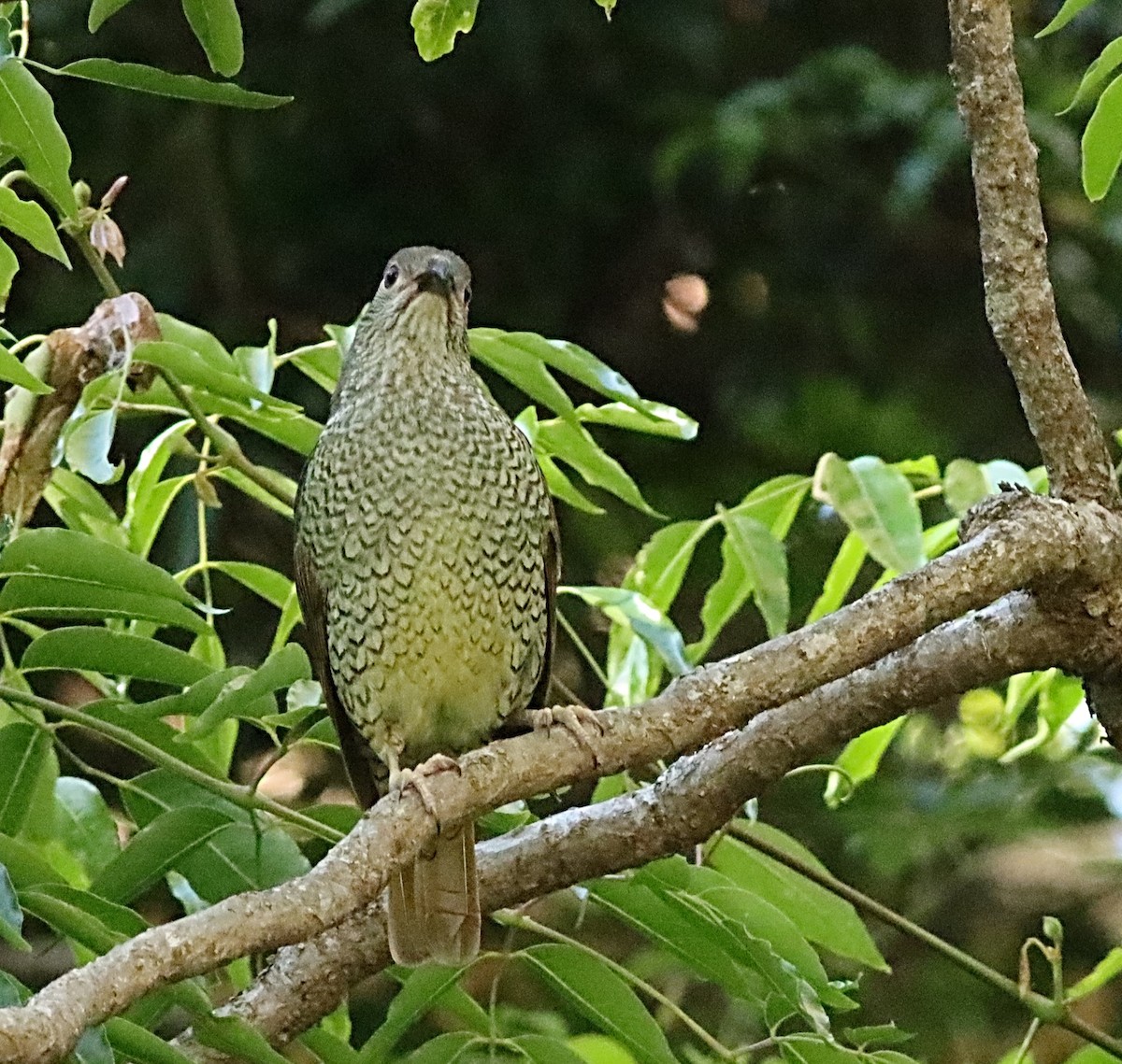 Satin Bowerbird - ML530206271