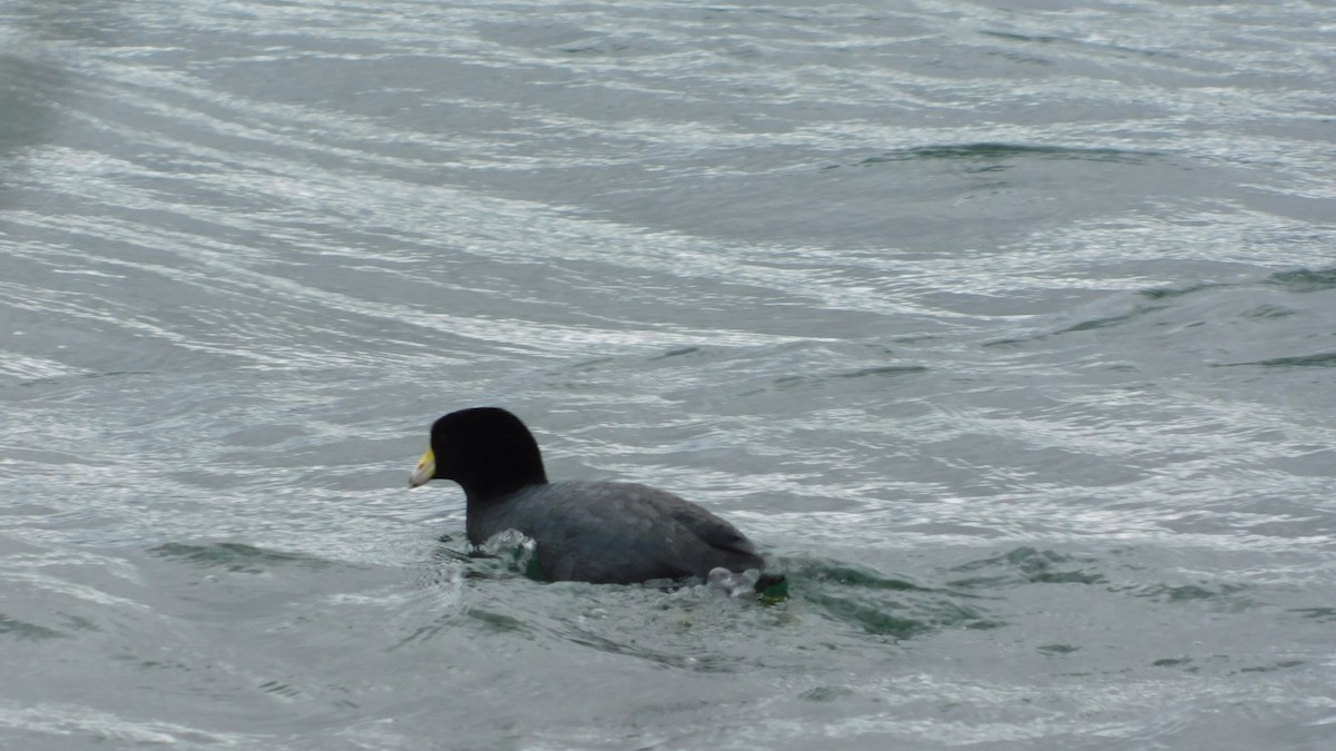 American Coot - ML530206641