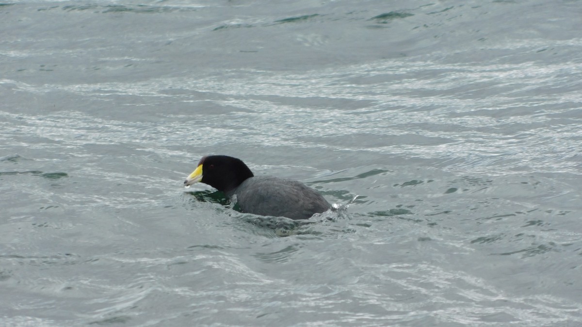 American Coot - ML530206651