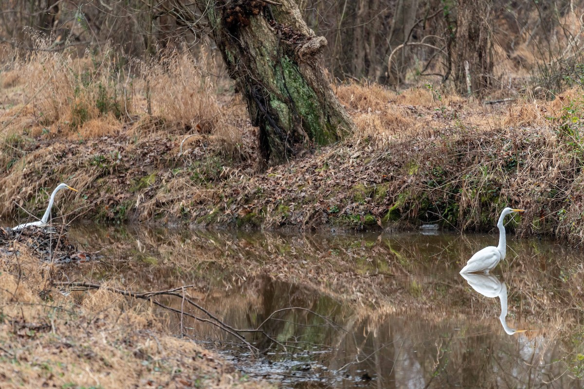 Great Egret - ML530206721