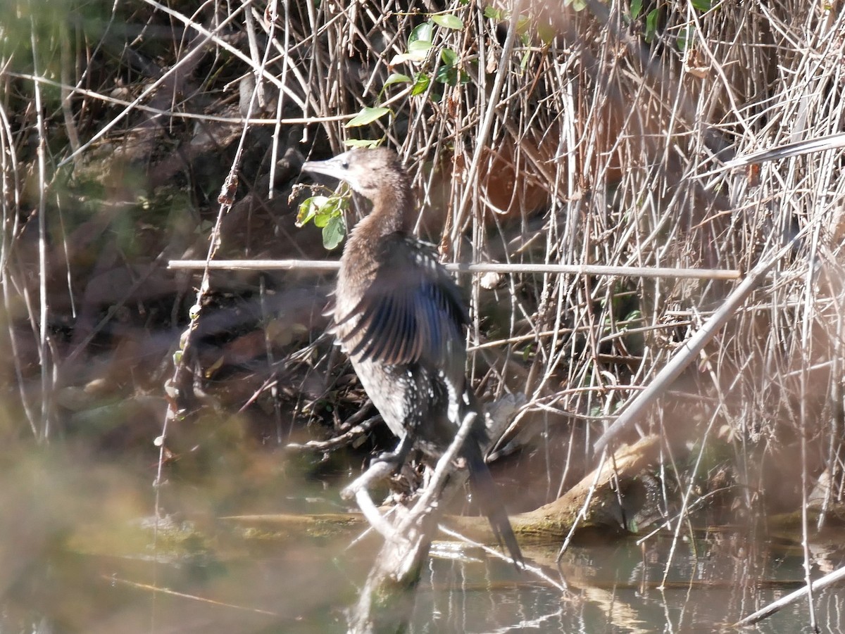 Pygmy Cormorant - ML530208111