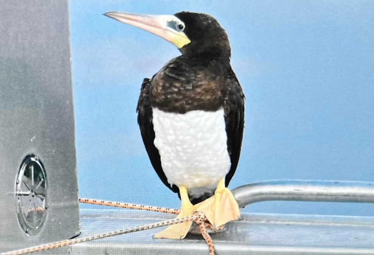 Brown Booby - ML530208151