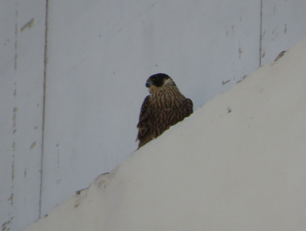 Peregrine Falcon - ML530208741