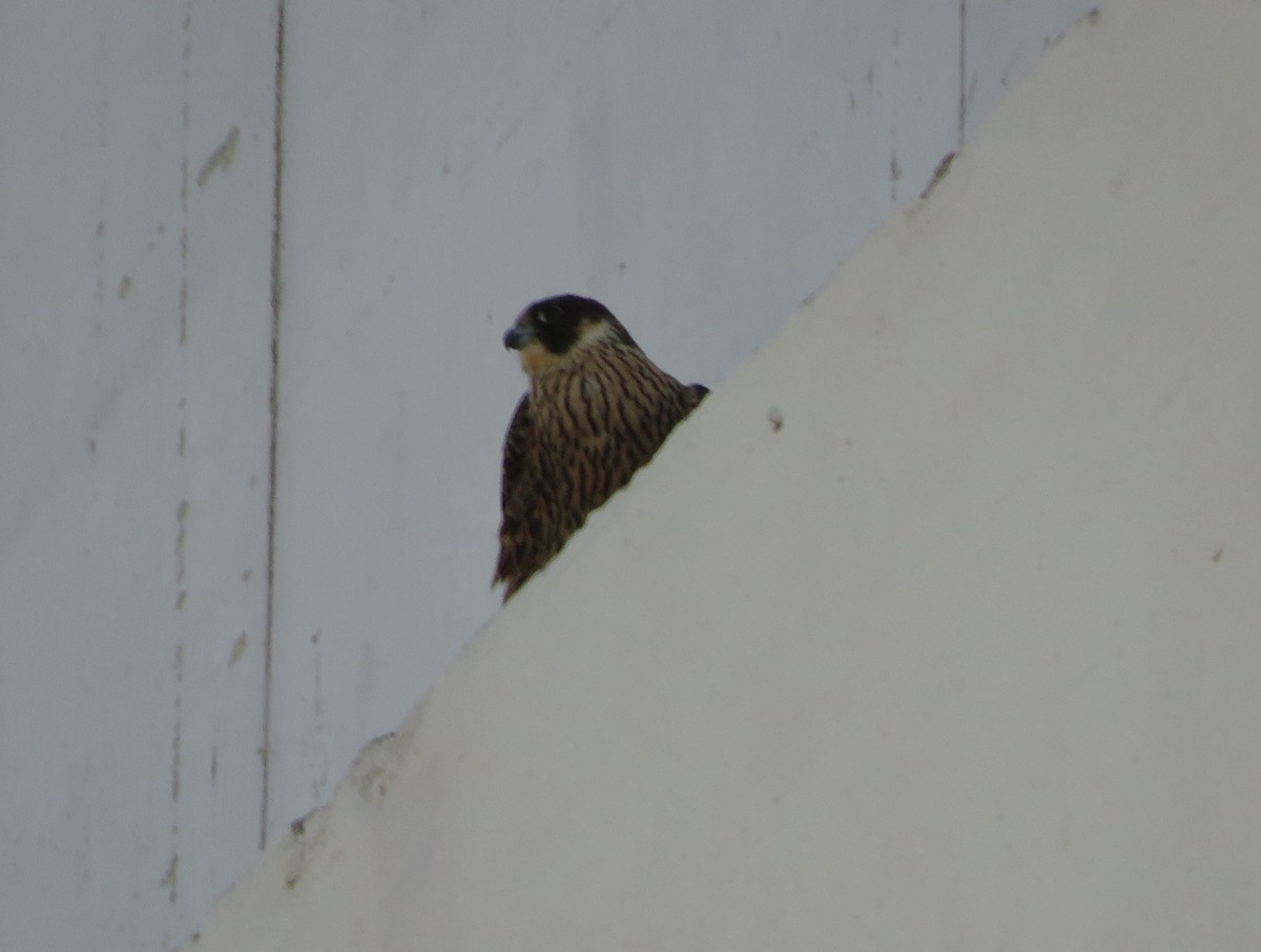 Peregrine Falcon - ML530208751