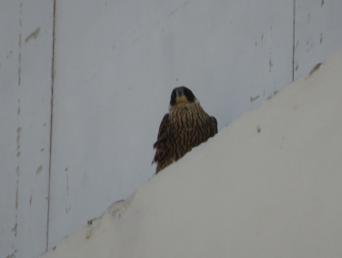 Peregrine Falcon - ML530208761