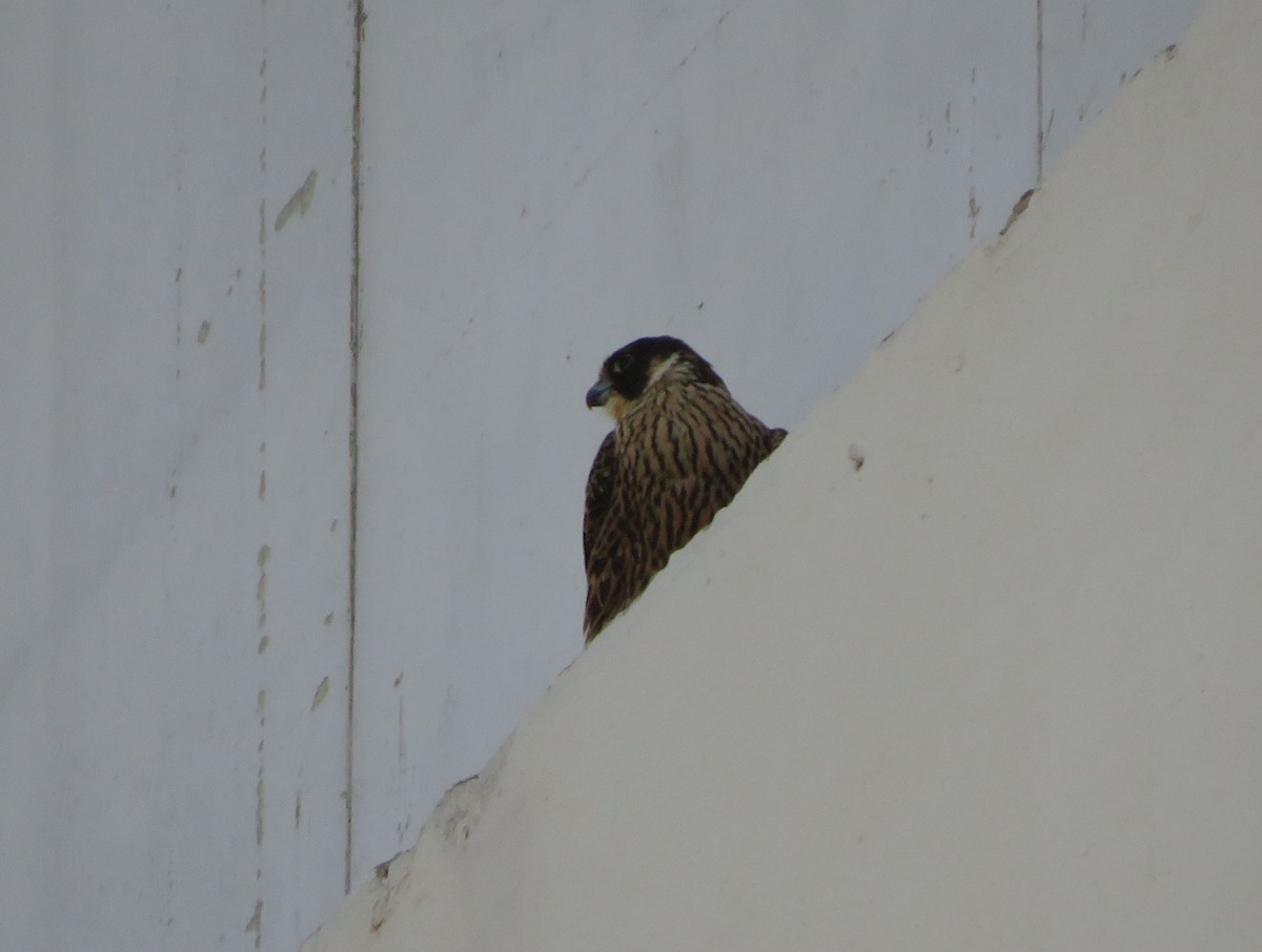 Peregrine Falcon - ML530208781