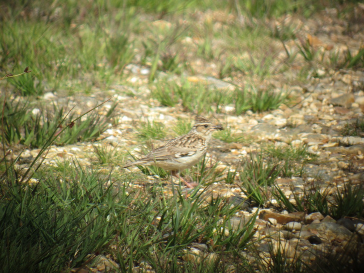 Wood Lark - ML530209091