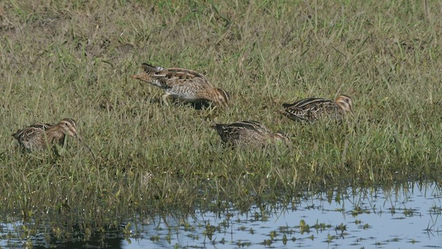 Wilson's Snipe - ML530210091