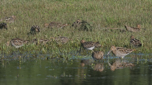 Wilson's Snipe - ML530210201