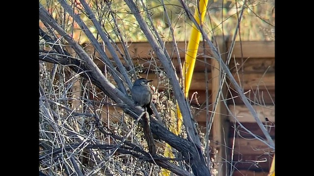 Gray Catbird - ML530210381