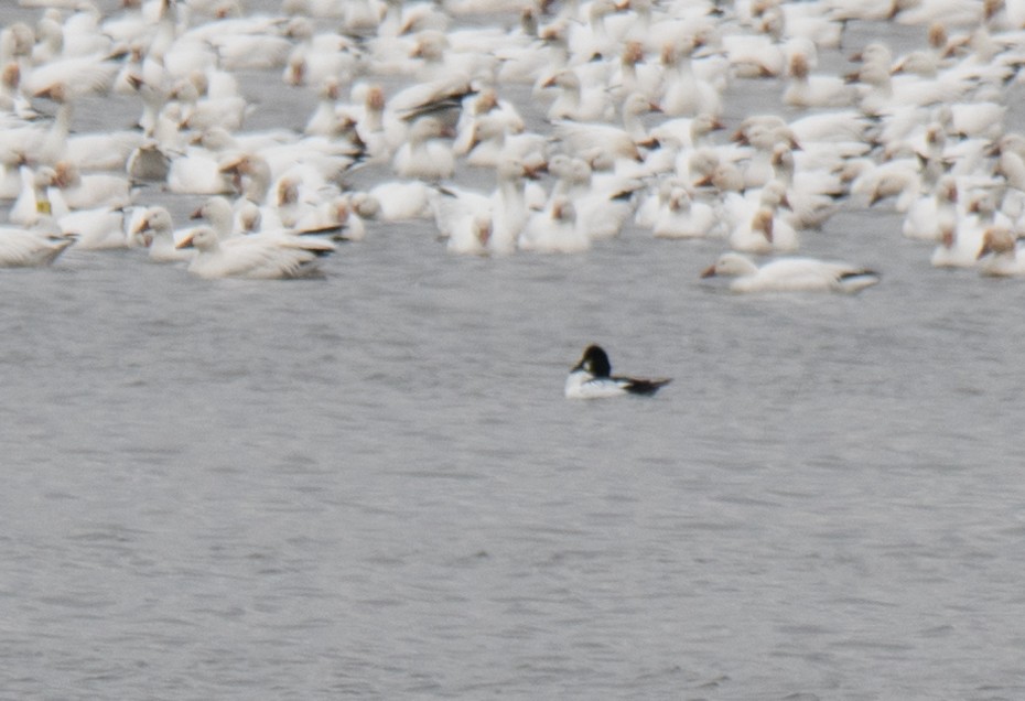 Common Goldeneye - ML530210571