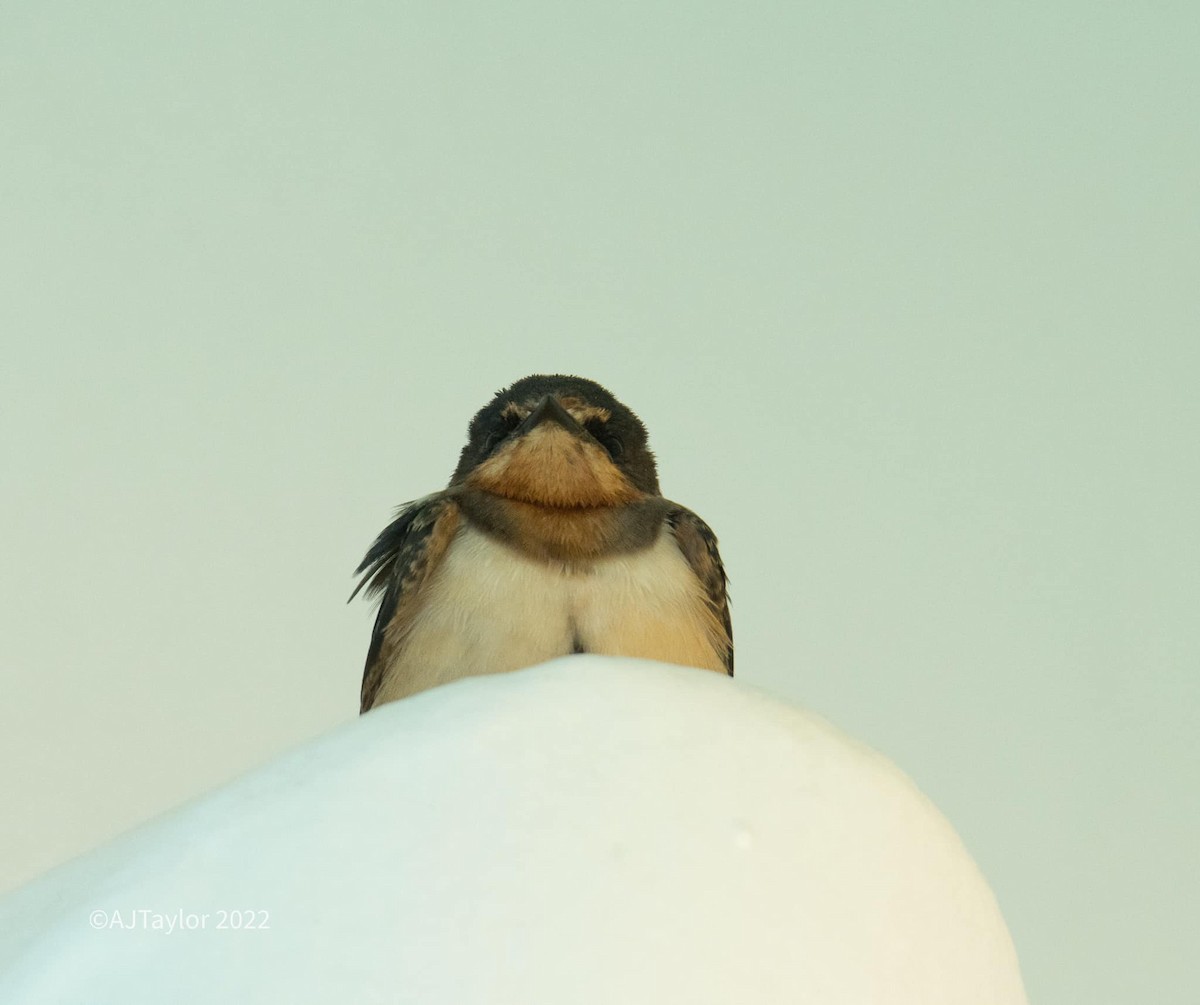 Barn Swallow - ML530211991