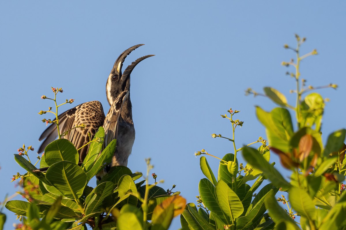 African Gray Hornbill - ML530212051