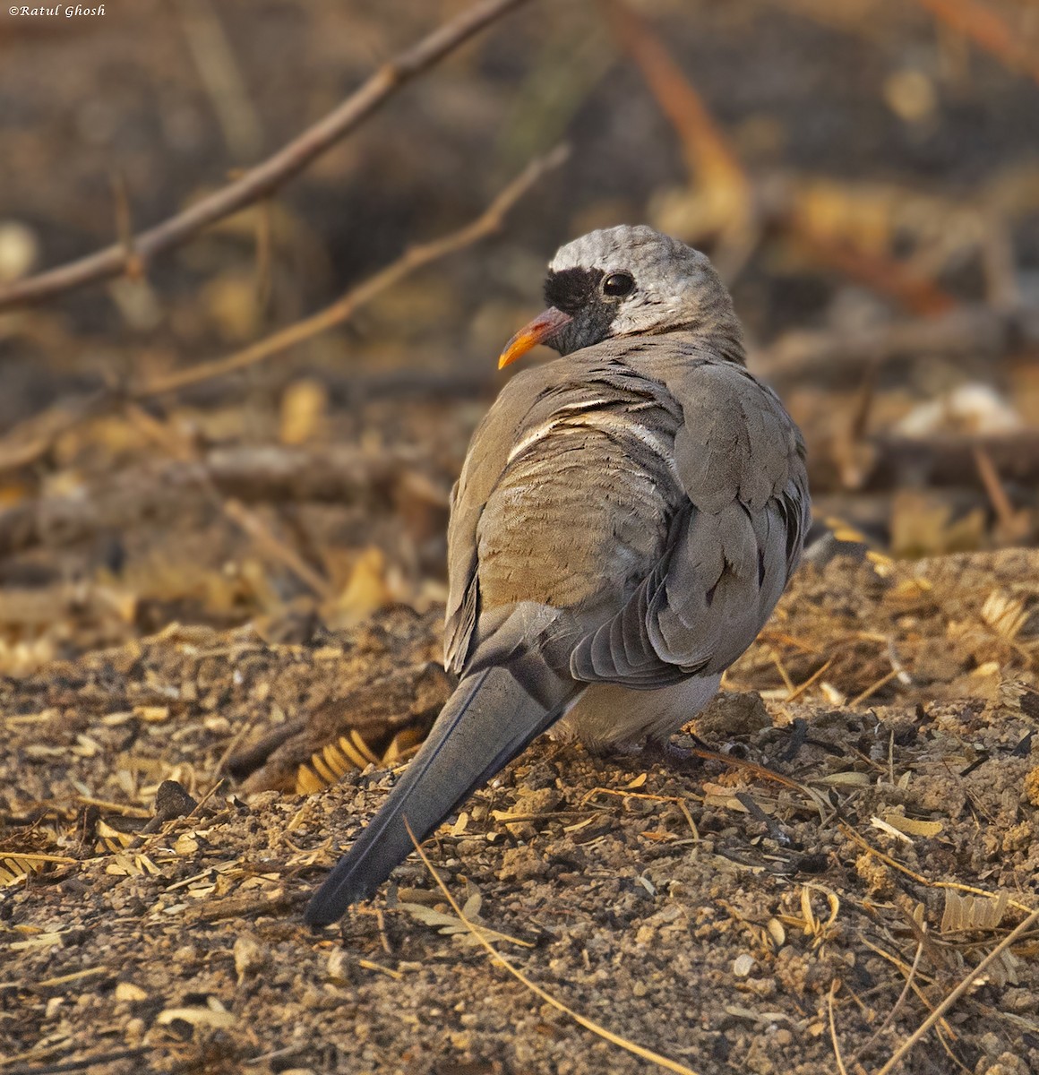 Namaqua Dove - Adhirup Ghosh