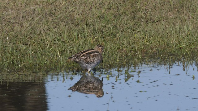 Wilson's Snipe - ML530215551