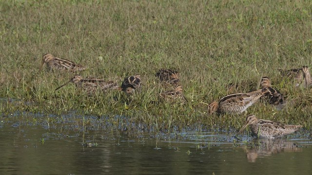 Wilson's Snipe - ML530215581