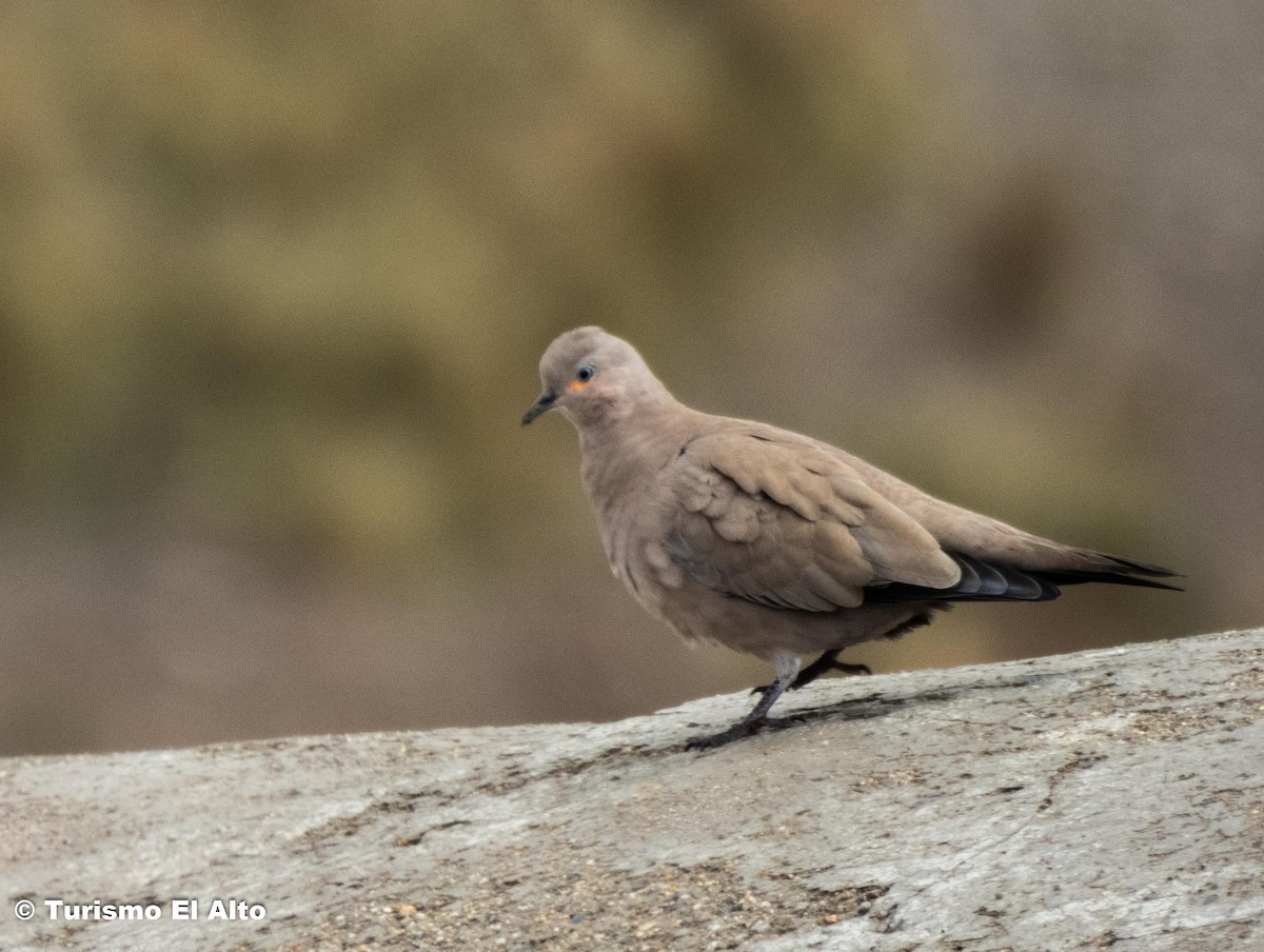 Palomita Alinegra - ML530216531