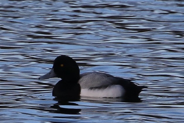 Greater Scaup - ML530216581
