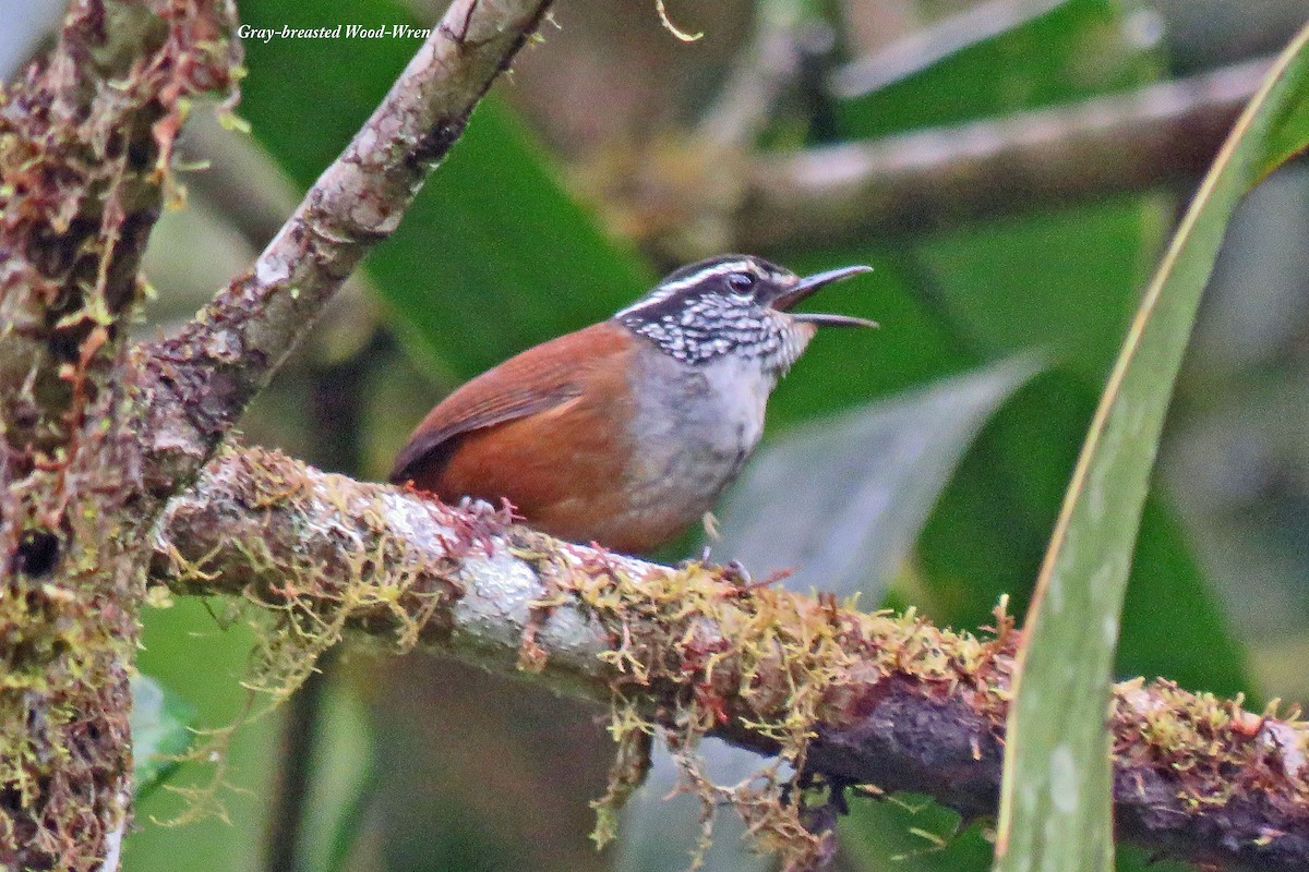 Gray-breasted Wood-Wren - ML530216751
