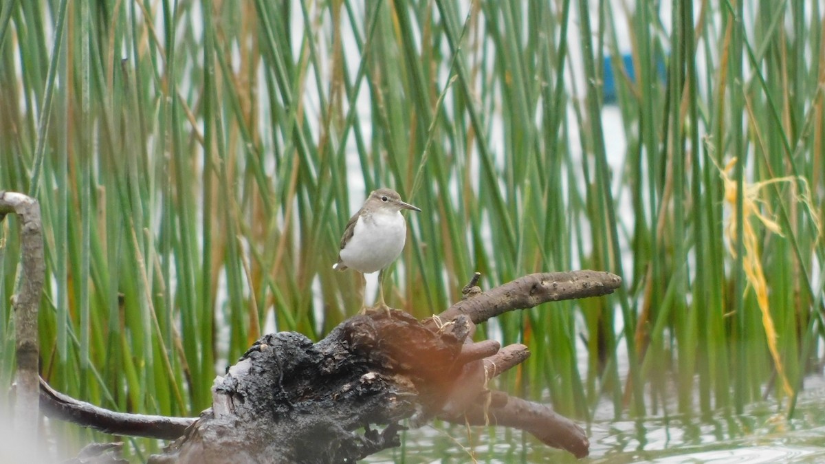 Spotted Sandpiper - Nima Gallego