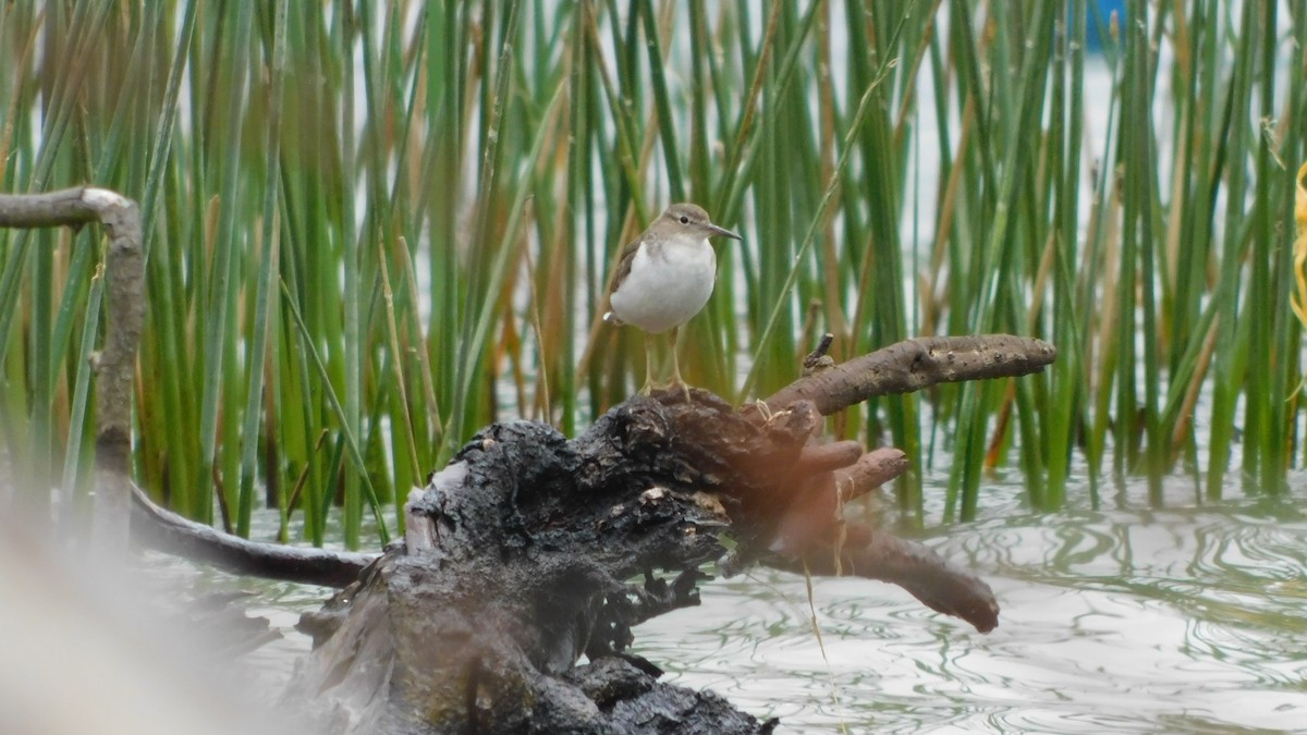 Spotted Sandpiper - Nima Gallego