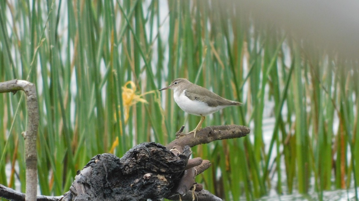 Spotted Sandpiper - ML530219941