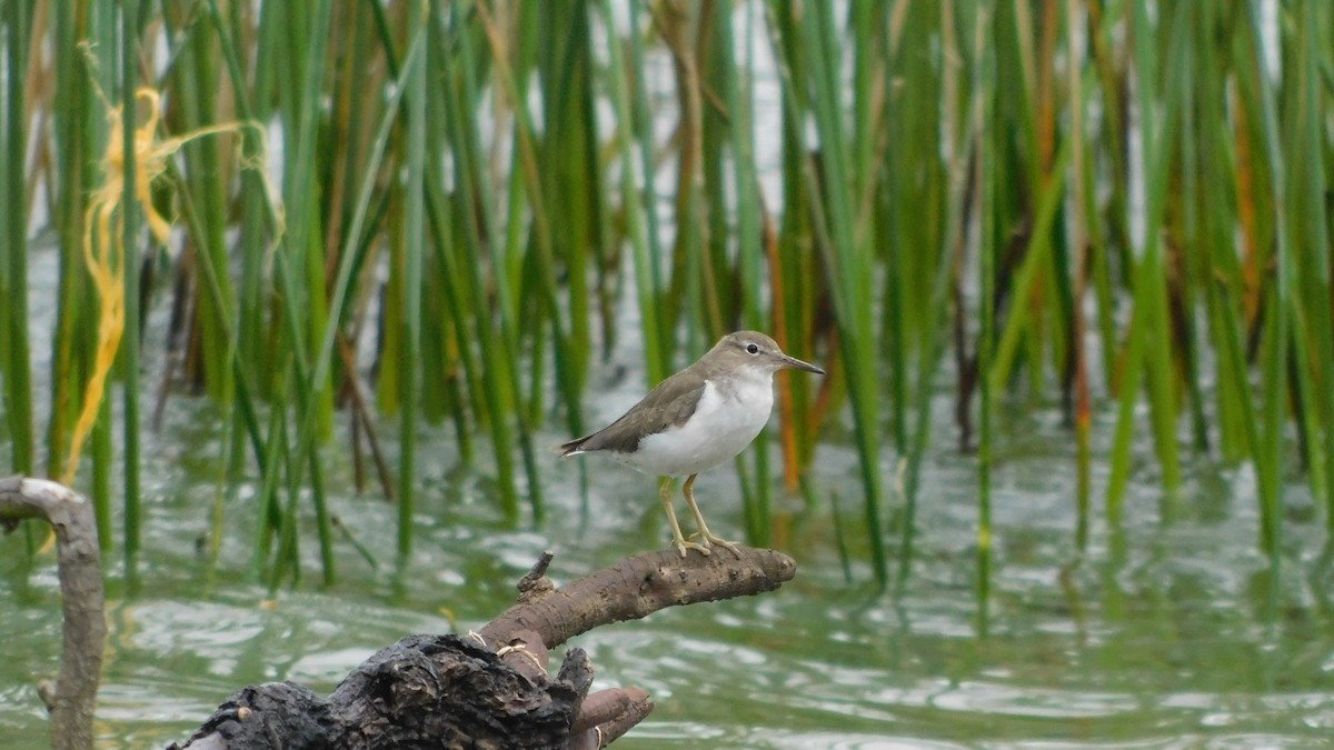 Spotted Sandpiper - Nima Gallego