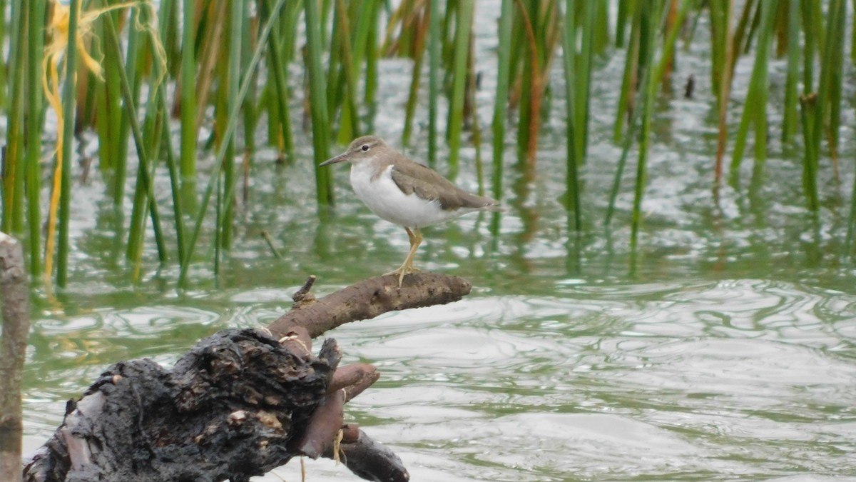 Spotted Sandpiper - ML530219961