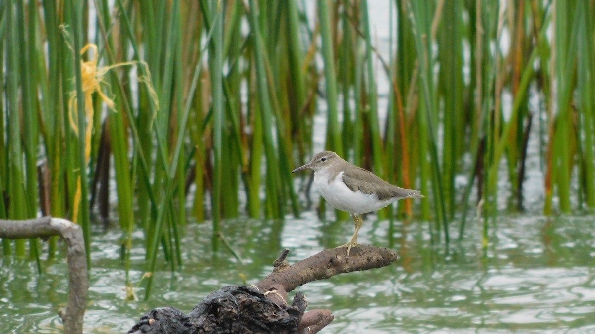 Spotted Sandpiper - ML530219971