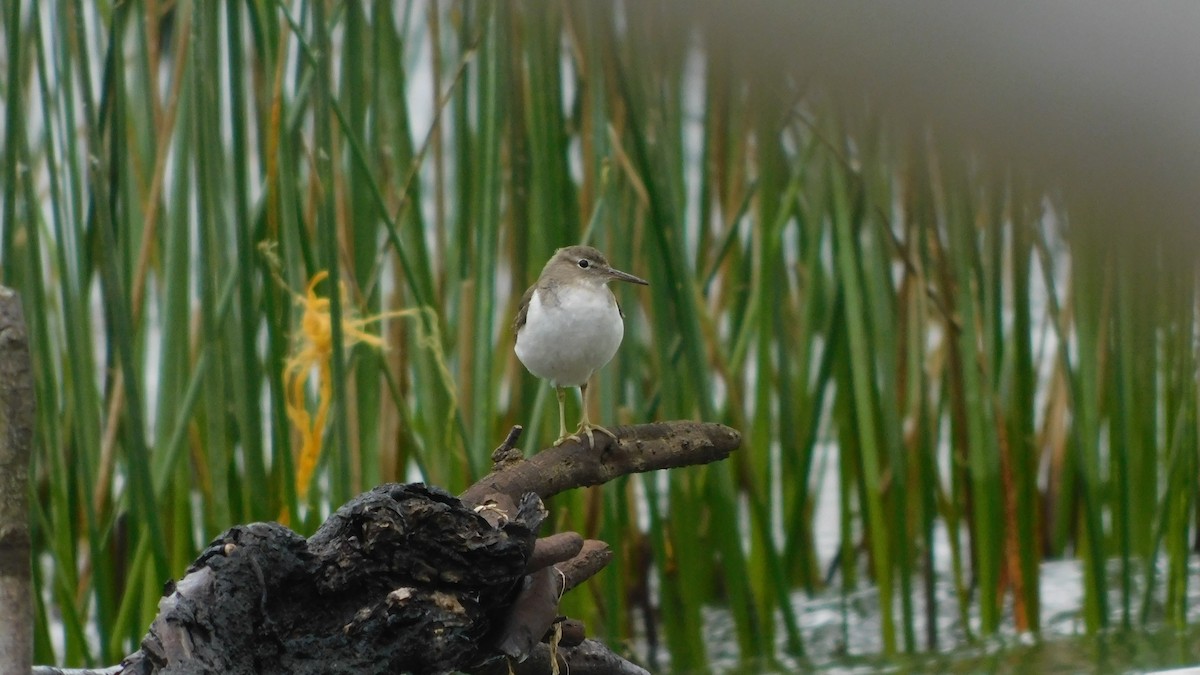 Spotted Sandpiper - ML530219981