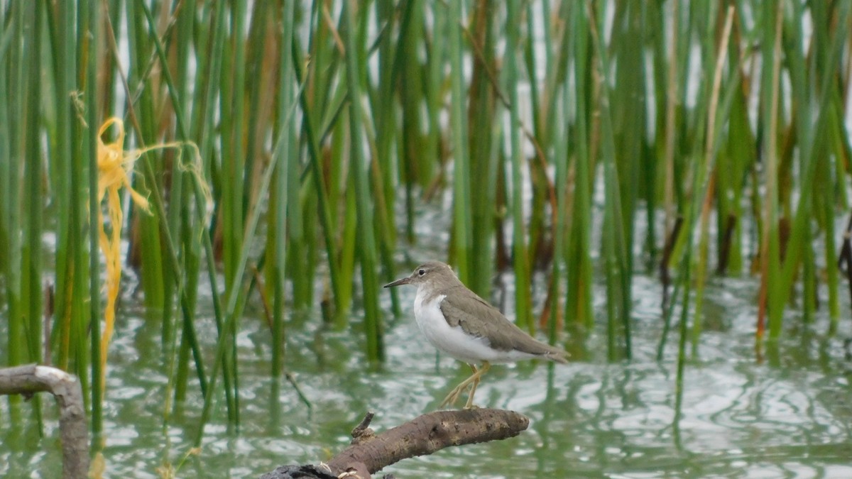 Spotted Sandpiper - ML530219991