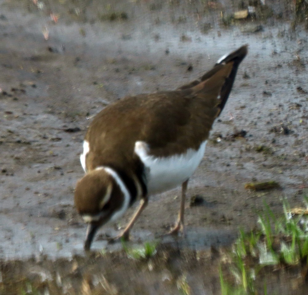 Killdeer - ML530221961