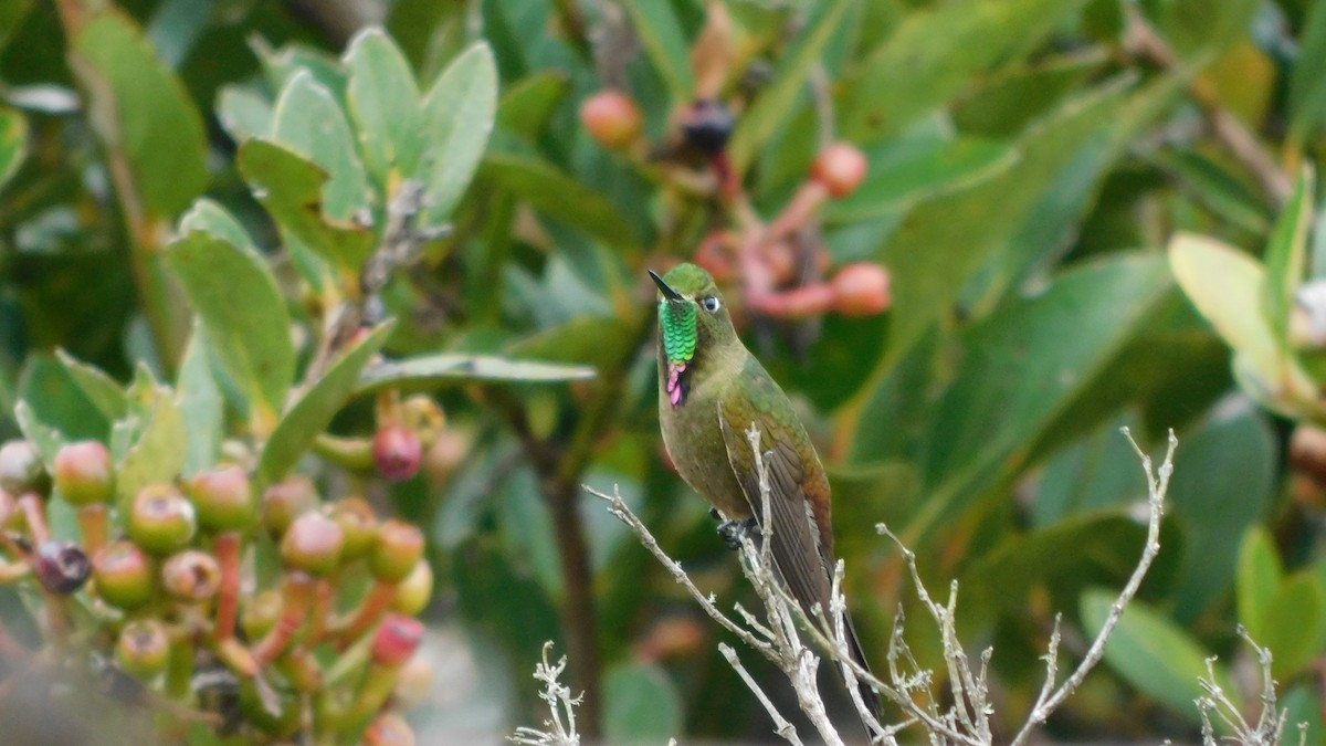 Bronze-tailed Thornbill - Nima Gallego