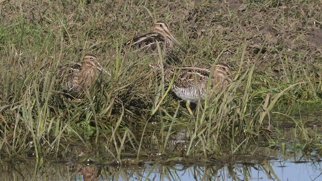 Wilson's Snipe - ML530222381