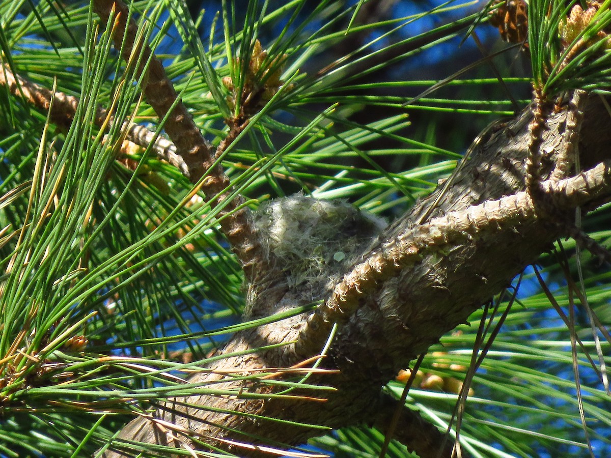 Anna's Hummingbird - ML530223431