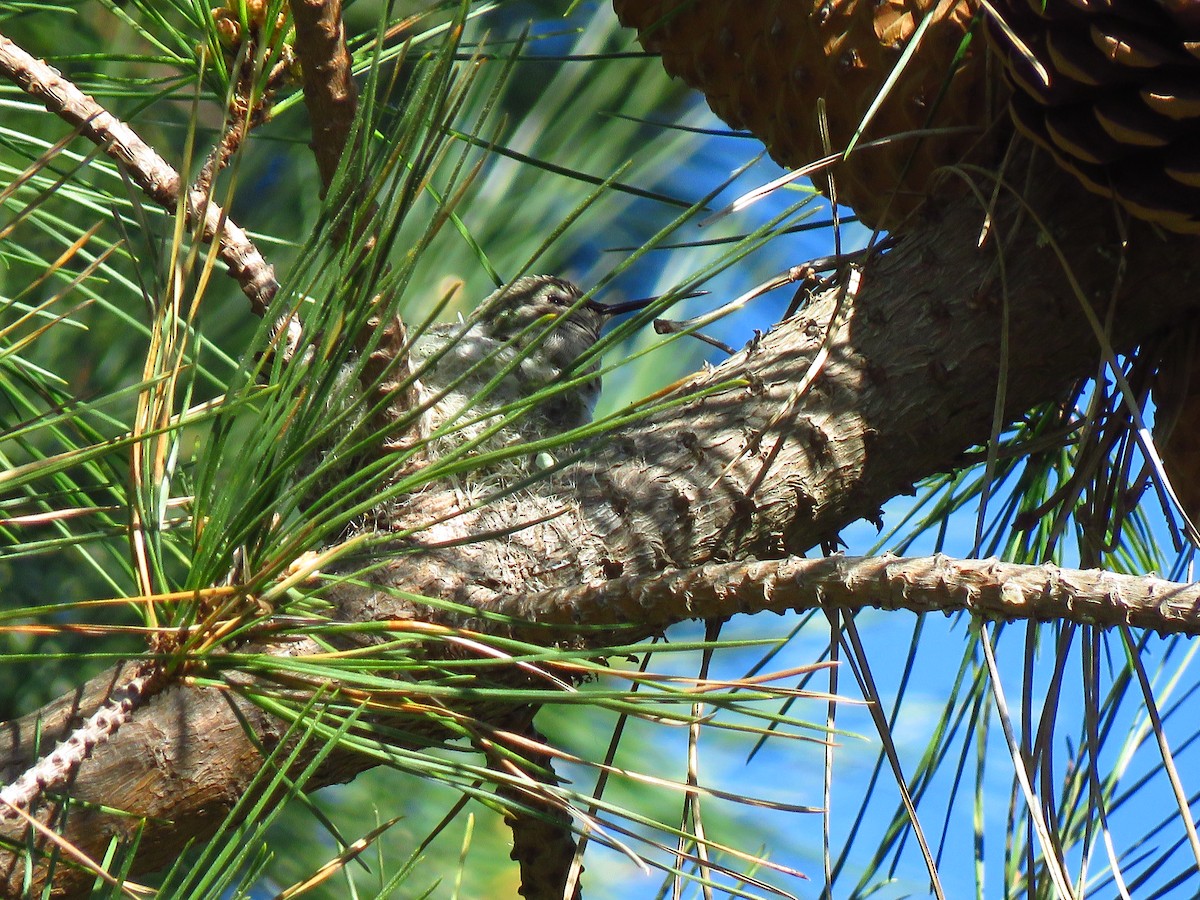 Anna's Hummingbird - ML530223451