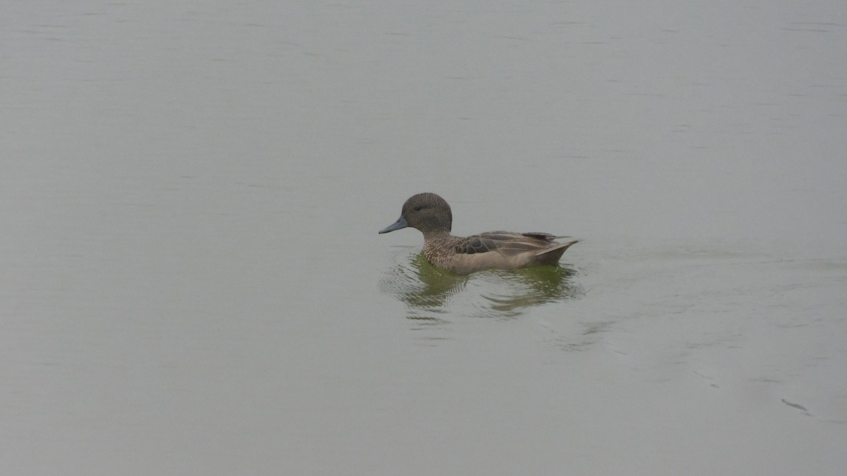 Andean Teal - ML530224381