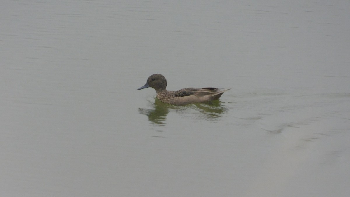 Andean Teal - ML530224391