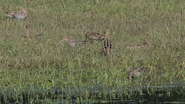 Wilson's Snipe - ML530225221