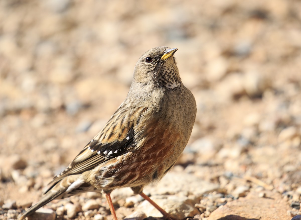Alpine Accentor - ML530225241