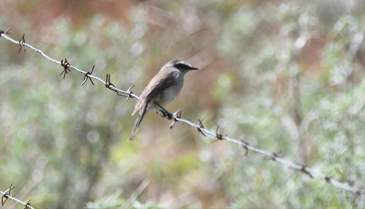 White-browed Chat-Tyrant - Paul Vandenbussche