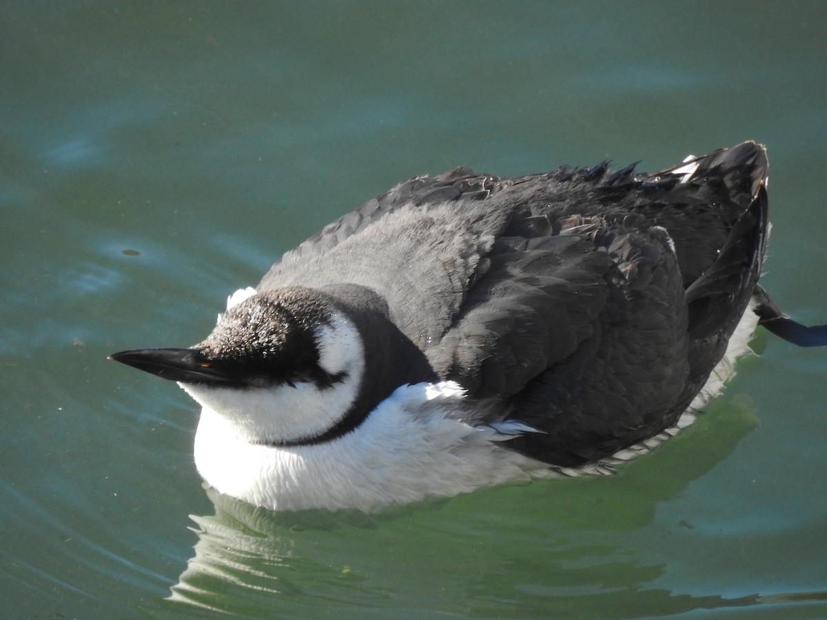 Common Murre - ML530225781