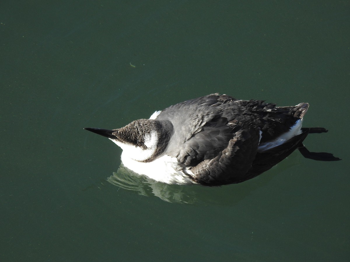 Common Murre - ML530226181
