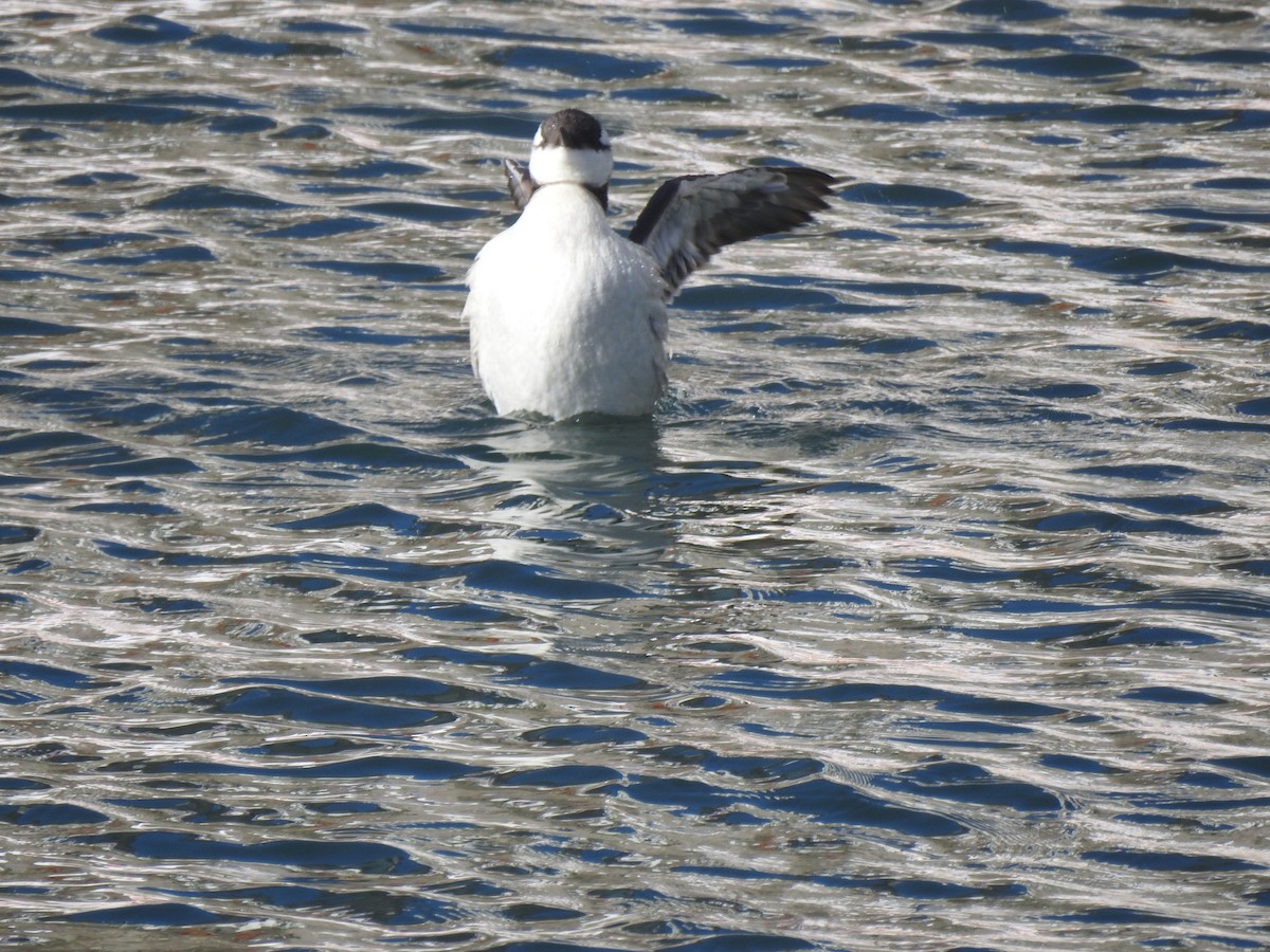 Common Murre - ML530226211