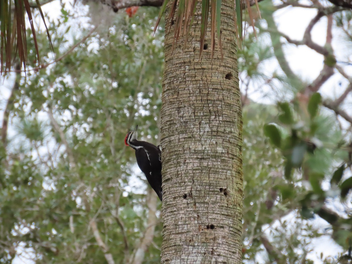 Pileated Woodpecker - ML530226931