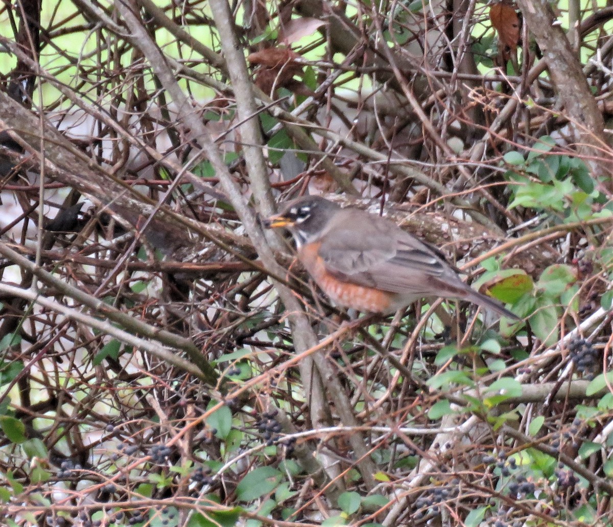 American Robin - ML530227121