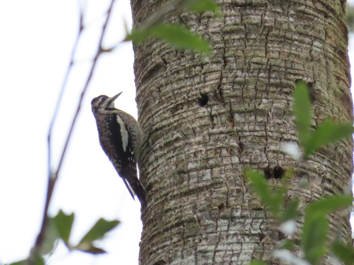 Yellow-bellied Sapsucker - ML530227231