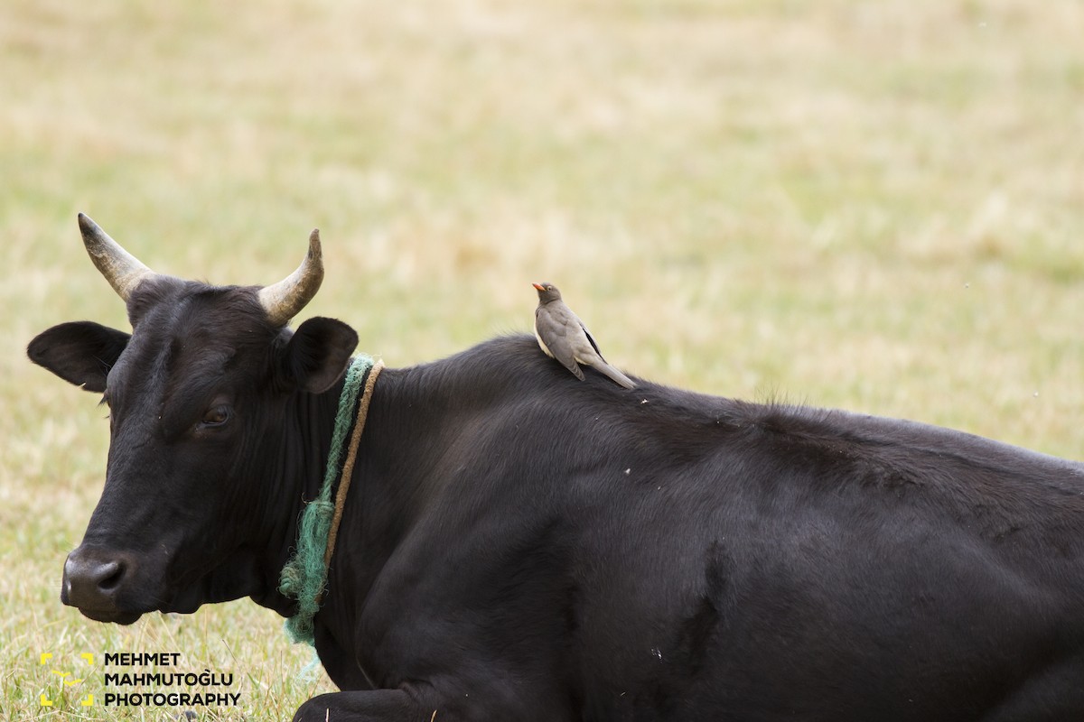 Red-billed Oxpecker - ML530227251