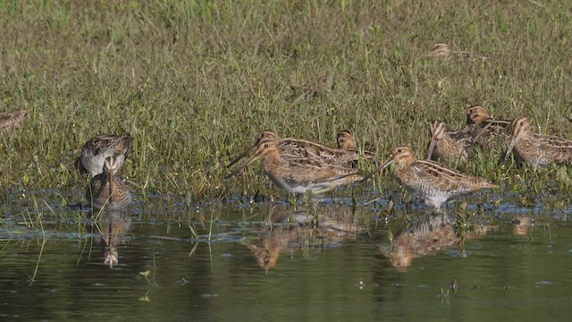 Wilson's Snipe - ML530228861